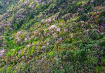 喜讯！明月山景区入选“长江风景揽胜之旅”线路！