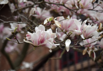 接下来龟峰景区的春天是这样的……