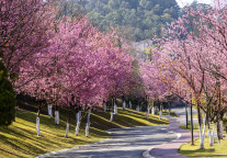 上海鲜花港将于3月16日试运营开放