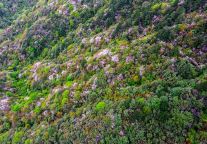 瀑布、云海、杜鹃花…有一种春和景明叫明月山！