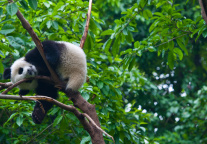 北京动物园：在大熊猫馆直播须在公园进行登记备案