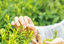 明月山中寻茶园，且将春天“一饮而尽”！