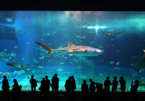 新疆喀什海洋馆项目签约,总投资8亿元