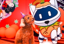 当租房遇到养宠怎么办？宠物友好公寓方隅给你答案