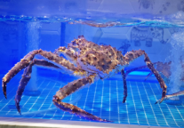 哈尔滨万达文华酒店新增鲜活海鲜缸