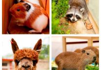 免票啦！云丘山景区朵拉萌宠乐园限时免票，无限快乐0元购！