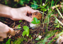 新华社关注！去云南旅游采菌子怎么这么火? 