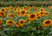 开酒店断资金链，广州百万葵园招募合作方