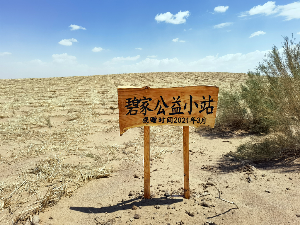 碧家公益小站种下的梭梭树长大啦
