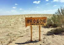 碧家公益小站种下的梭梭树长大啦