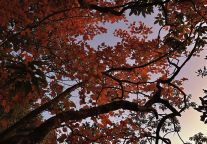 三清山景区徒步道开放！