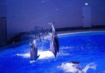 海昌海洋公园与平和教育集团签署战略合作协议