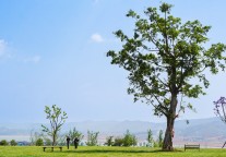 清远长隆森林王国将于1月25日试营业