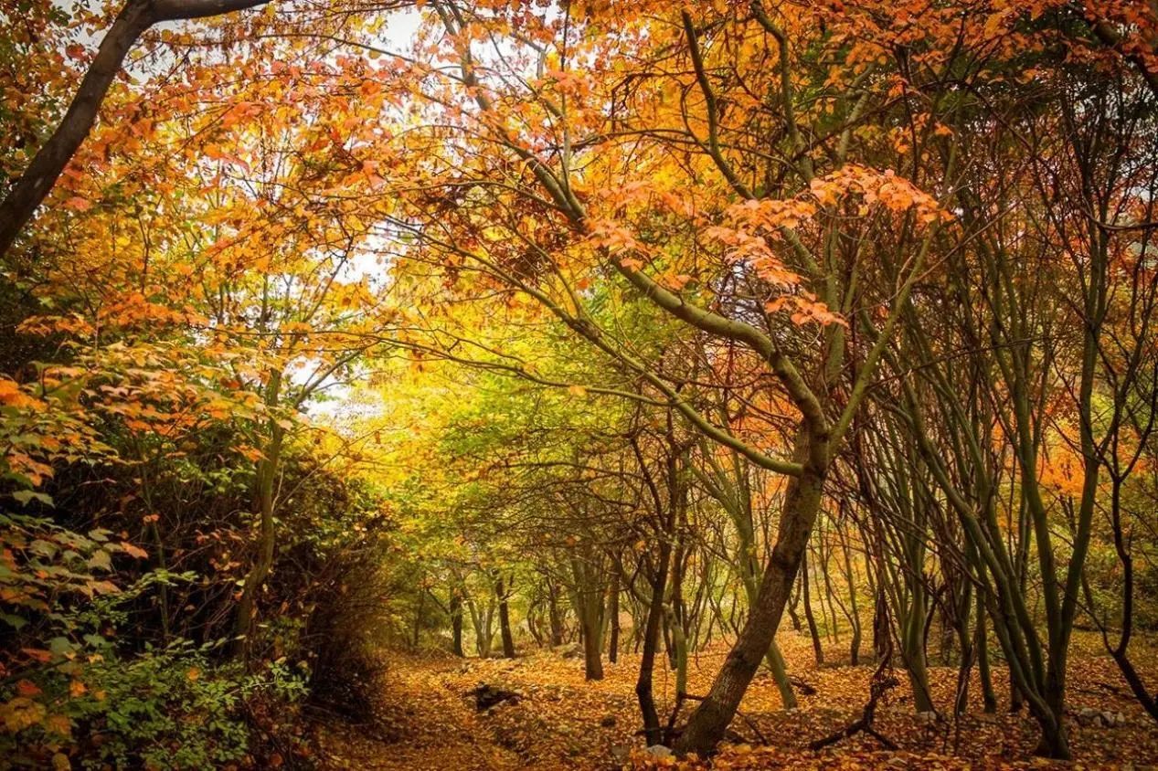 【学习交流拓思路，凝心聚力谋发展】老君山文旅集团董事局主席杨植森等一行人受邀来云丘山景区参观考察