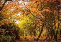 【学习交流拓思路，凝心聚力谋发展】老君山文旅集团董事局主席杨植森等一行人受邀来云丘山景区参观考察