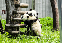 四川雅安：全国首家大熊猫主题游乐园建设正有序推进中