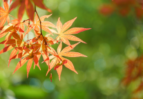 桂林旅游：2024年前三个季度归母净利润同比下滑逾六成