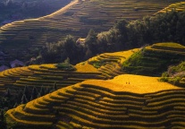 广西一景区游客踩稻田遭老人怒斥，景区回应