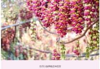 雅阁酒店集团|春日赏花套餐，尽在清远远光雅阁酒店