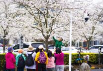 最美樱花停车场上线~你永远可以相信明月山的花花世界！