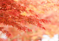 迪士尼考虑外部人选接任CEO 艺电EA高管成潜在候选人