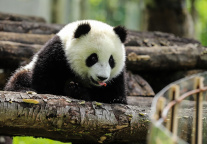 四川1-9月离境退税额达1469万元 同比增长近5倍