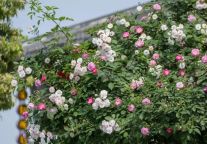 风情安仁古镇景区春日美学艺术之旅