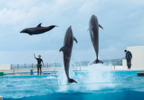 浙江衢州海洋世界项目预计10月1日正式对外开放