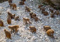 三峡人家景区，竟然有这个打卡点，你知道吗？