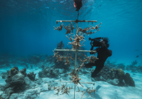 瑰丽酒店集团坚定承诺， 凭借“瑰丽一心”发展路径支持人类和地球