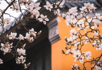 沈阳春季旅游热潮涌动，酒店预订量环比增长76%