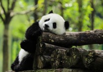 四川新增6个国家4A级旅游景区