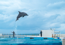 海昌海洋公园：国庆假期累计接待游客量超80万人次 同比增长7.1%