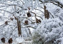 下雪了，峨眉山景区冬日狂欢开启倒计时！