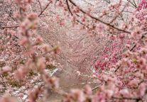 罕见美景！明月山“冰糖樱花”盛装上演初春浪漫！