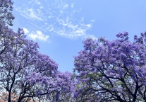 春末顶流！接下来的昆明，是蓝花楹限定的紫色浪漫