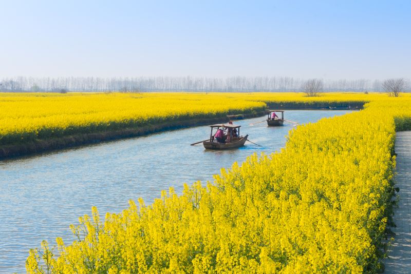 摄图网_501232013_江苏兴化水上油菜花（企业商用） (1).jpg