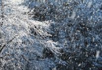 千真万确，十二月的峨眉山景区已达颜值巅峰！