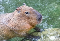 携程集团与新加坡万态保育集团开启战略合作