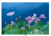 雅阁酒店集团|去大理银桥看荷花，体验旅居度假新生活