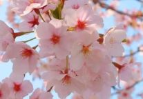 GO！去一趟春天里的武功山