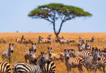 希尔顿与万豪酒店集团宣布非洲扩张计划