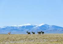 青海省中秋假期接待游客90.9万人次