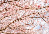 春风十里·赏樱季 | 明月山千亩樱花林已盛放！