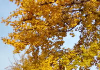 相约云酒店，体验“金黄”秋色的天花板