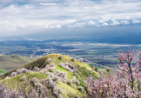 同程旅行：赏花游热度大涨，林芝、毕节酒店预订量上涨超八成