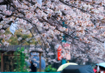 习近平：把旅游等服务业打造成区域支柱产业