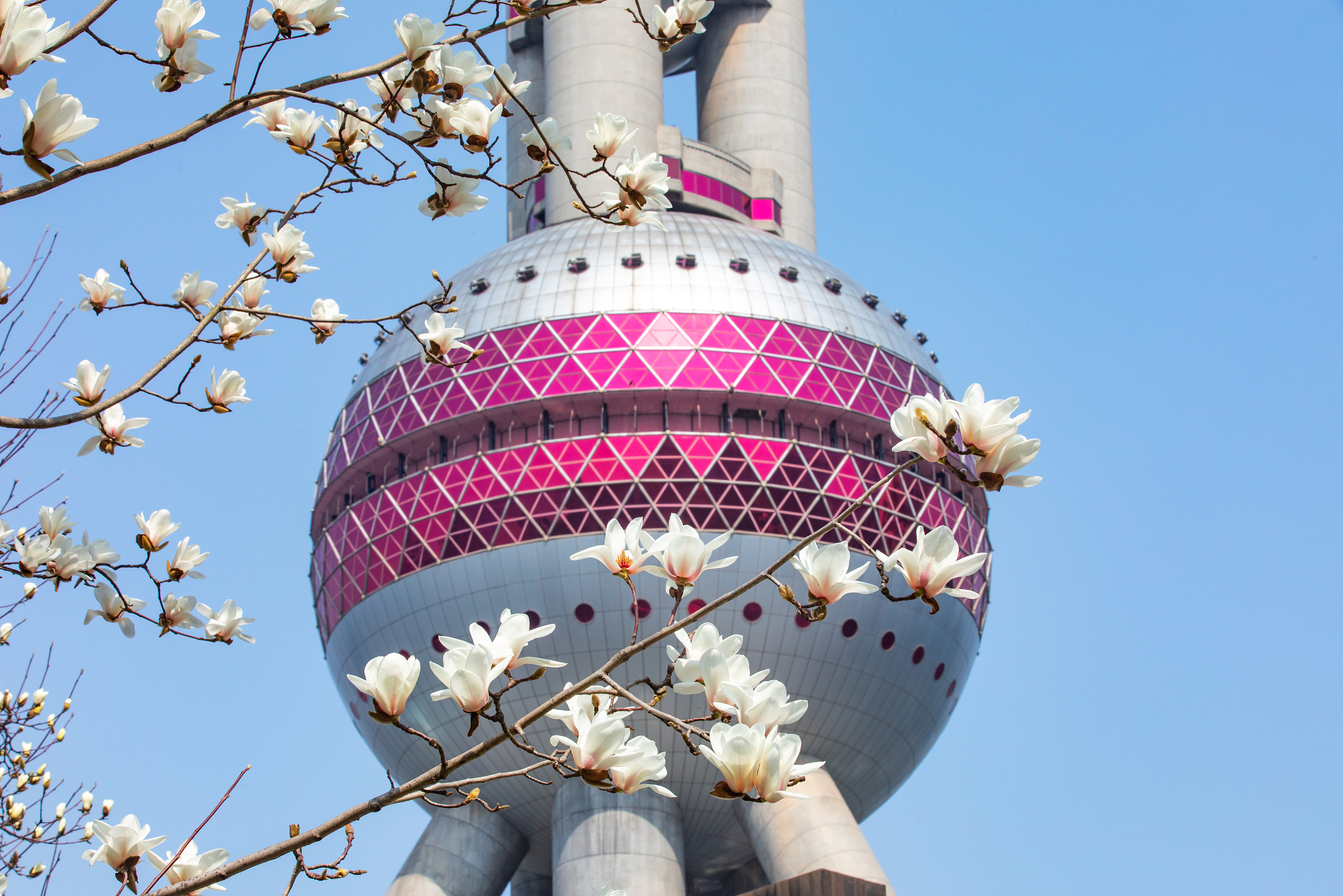 东方明珠 玉兰花.jpg