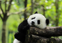 四川：支持有条件的文旅企业上市