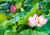 西安多个景区今夏第一波荷花相继开放